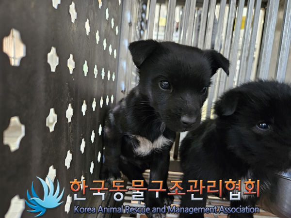 종료(자연사) 믹스…